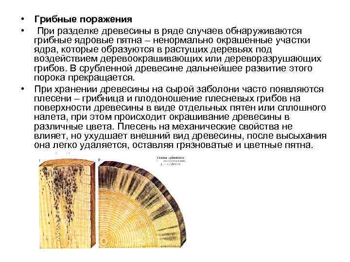 • Грибные поражения •  При разделке древесины в ряде случаев обнаруживаются 