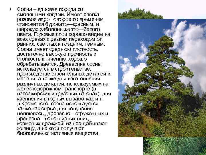  •  Сосна – ядровая порода со смоляными ходами. Имеет слегка розовое ядро,