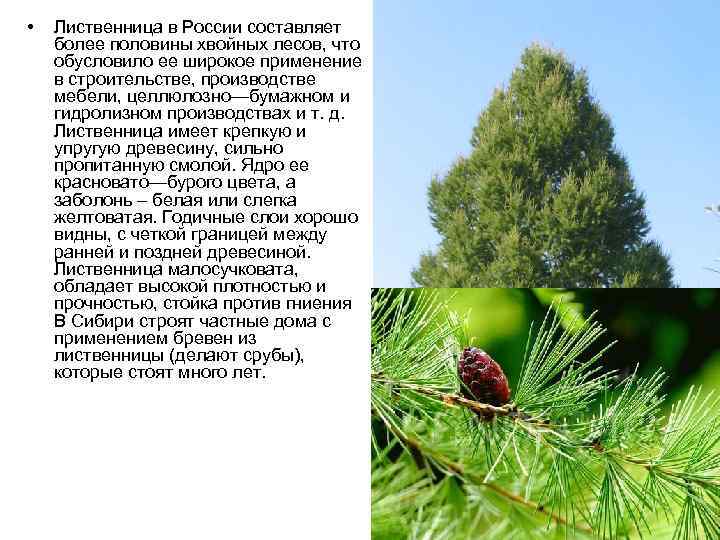  •  Лиственница в России составляет более половины хвойных лесов, что обусловило ее