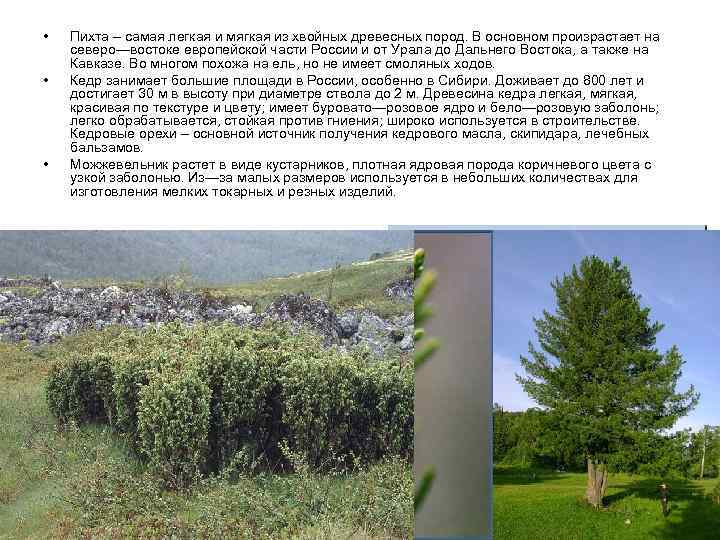  •  Пихта – самая легкая и мягкая из хвойных древесных пород. В