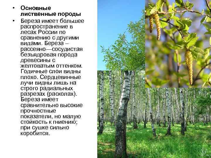  • Основные  лиственные породы • Береза имеет большее  распространение в 