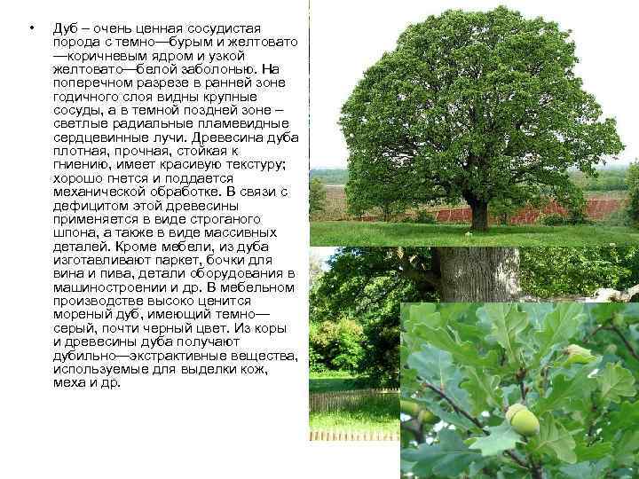 •  Дуб – очень ценная сосудистая порода с темно—бурым и желтовато —коричневым