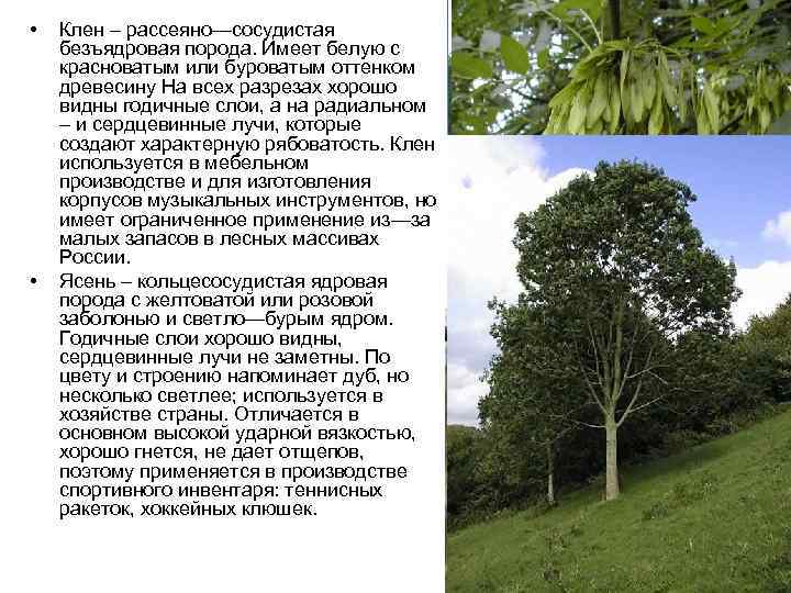  •  Клен – рассеяно—сосудистая безъядровая порода. Имеет белую с красноватым или буроватым