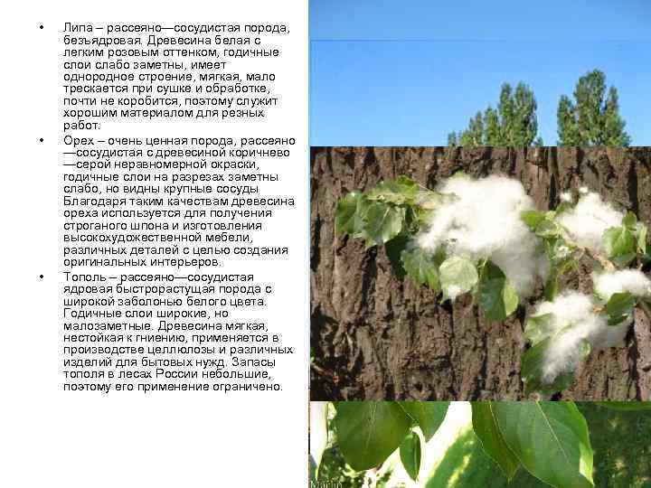  •  Липа – рассеяно—сосудистая порода,  безъядровая. Древесина белая с легким розовым