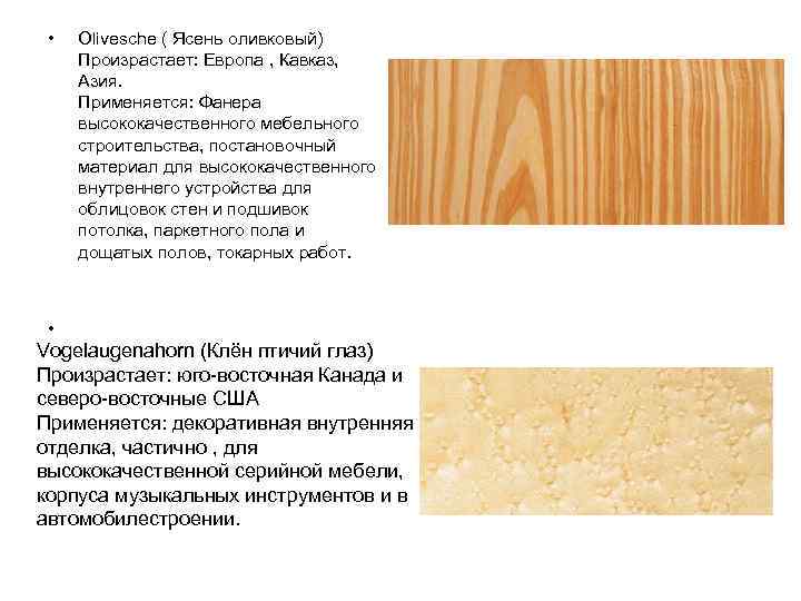  •  Olivesche ( Ясень оливковый) Произрастает: Европа , Кавказ,  Азия. 