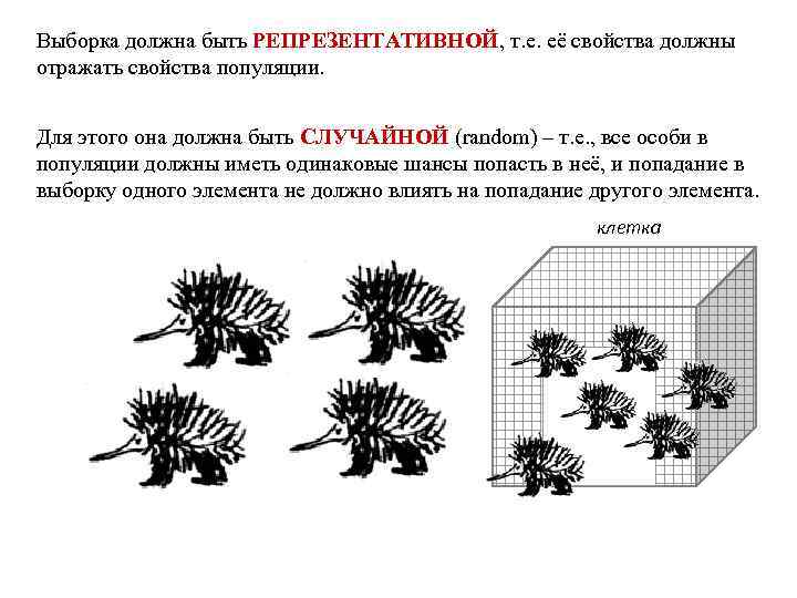 Выборка должна быть РЕПРЕЗЕНТАТИВНОЙ, т. е. её свойства должны отражать свойства популяции.  Для