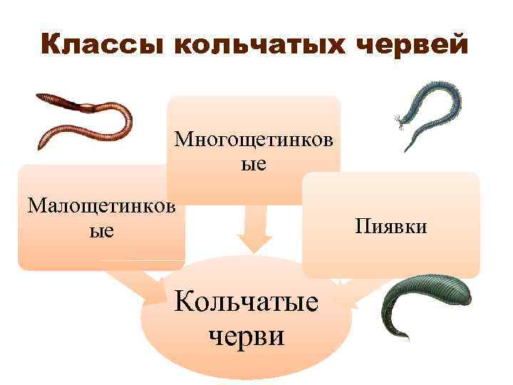 Кольчатые черви общая характеристика