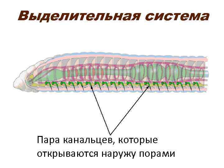 Выделительная система  Пара канальцев, которые  открываются наружу порами 