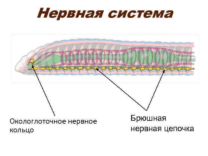  Нервная система Окологлоточное нервное  Брюшная кольцо    нервная цепочка 