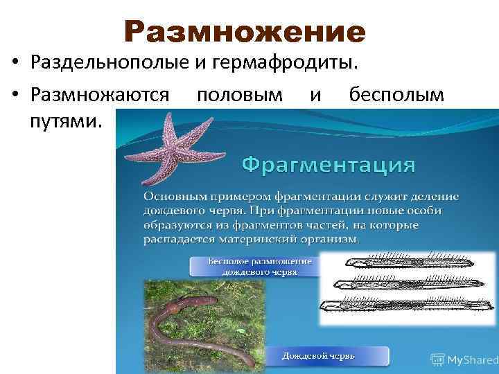    Размножение • Раздельнополые и гермафродиты.  • Размножаются половым и бесполым