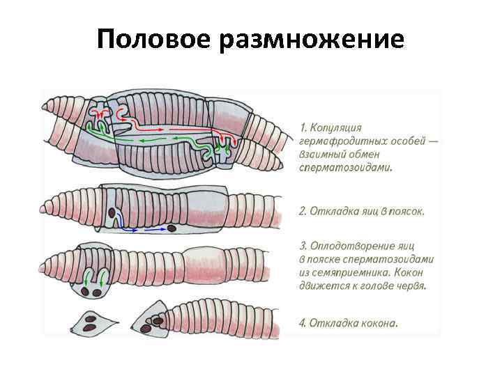 Половое размножение 