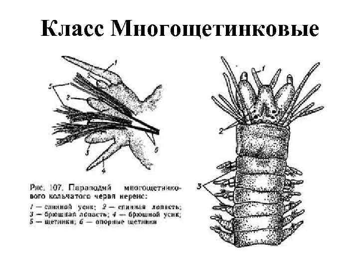 Параподия нереиды рисунок