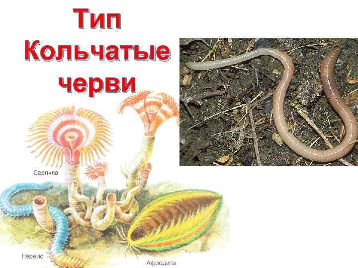   Тип Кольчатые  черви 