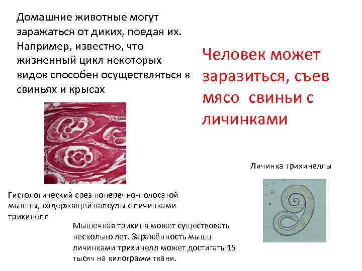  Домашние животные могут заражаться от диких, поедая их.  Например, известно, что жизненный