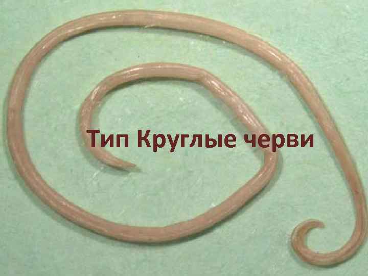 Тип Круглые черви 