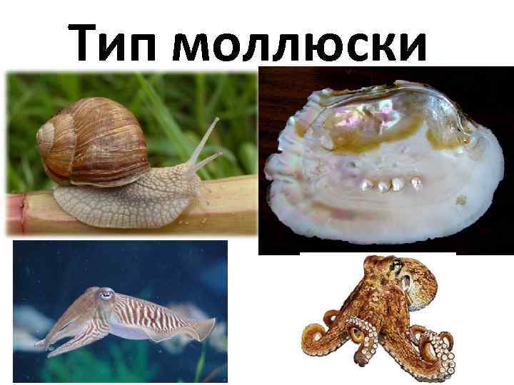 Тип моллюски 