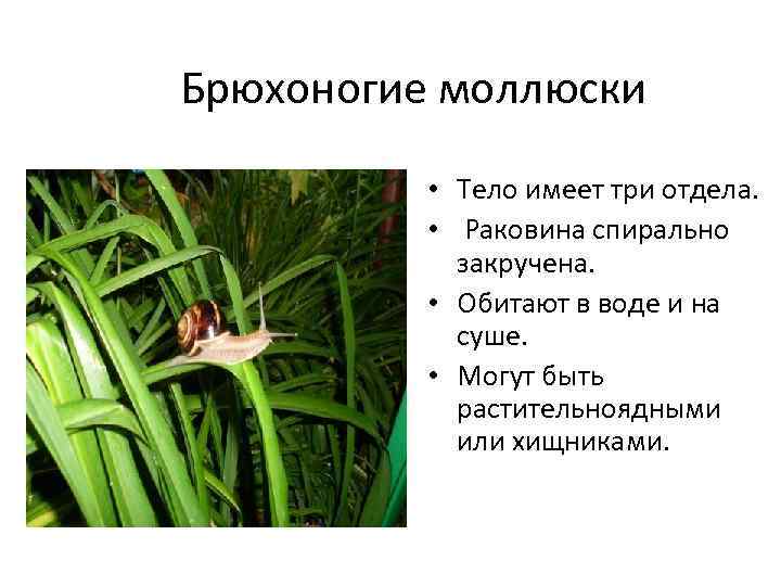 Брюхоногие моллюски   • Тело имеет три отдела.   • Раковина спирально