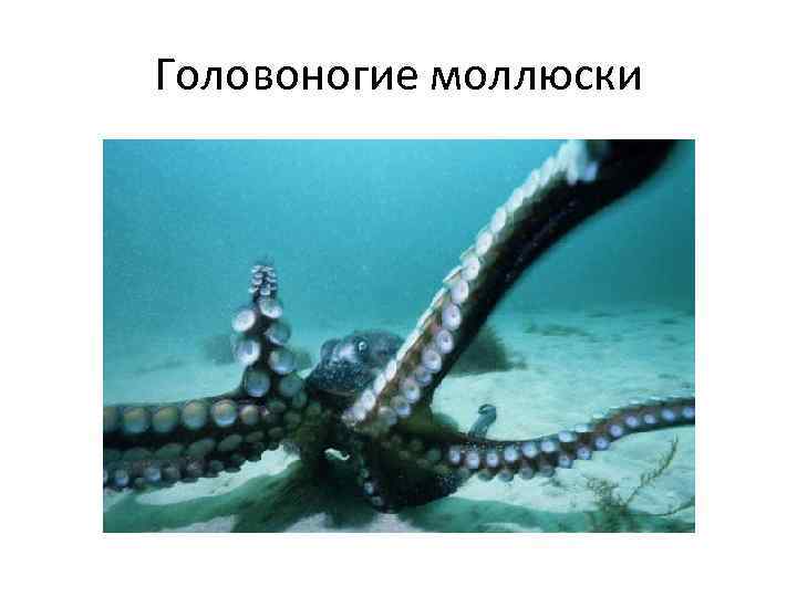 Головоногие моллюски 