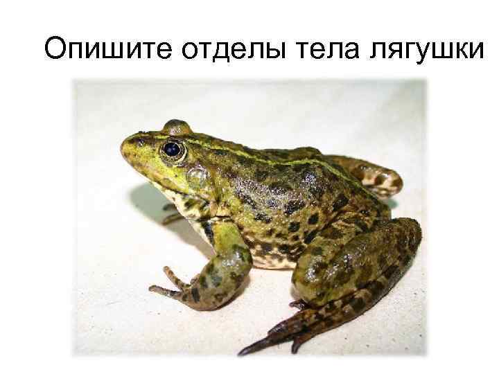 Опишите отделы тела лягушки 