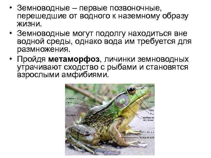  • Земноводные – первые позвоночные, перешедшие от водного к наземному образу  жизни.