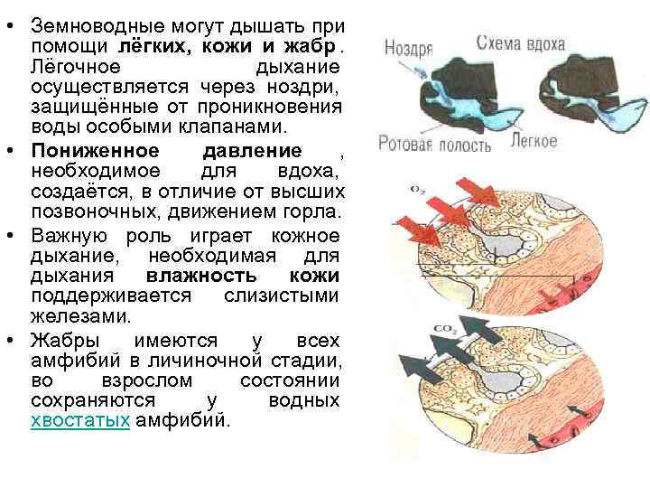 У земноводных кожно легочное дыхание. Дыхание амфибий осуществляется. Дыхание амфибий осуществляется с помощью. Дыхание земноводных осуществляется с помощью. Земноводные при помощи кожи могут.