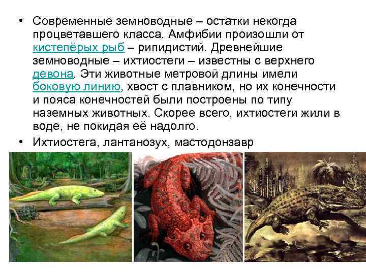  • Современные земноводные – остатки некогда  процветавшего класса. Амфибии произошли от 
