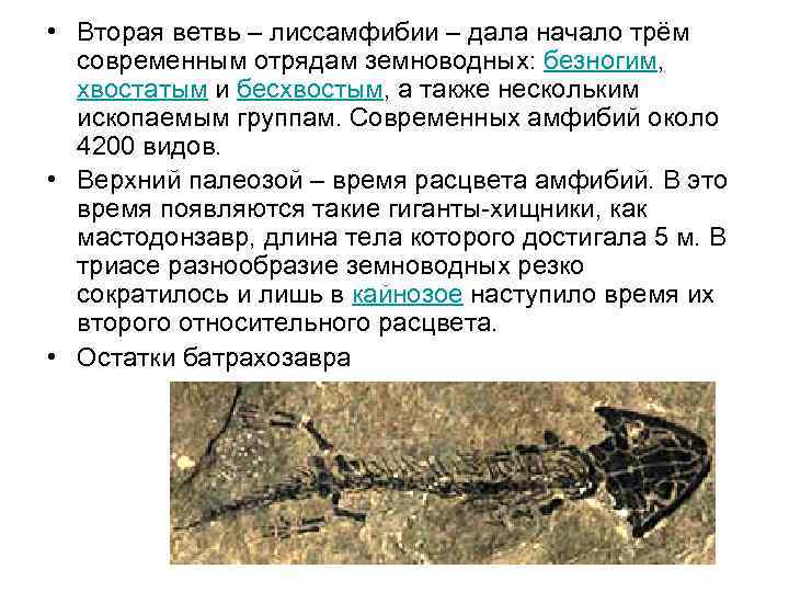  • Вторая ветвь – лиссамфибии – дала начало трём  современным отрядам земноводных: