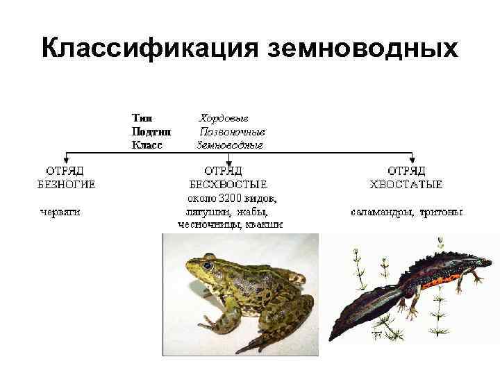 Классификация земноводных 
