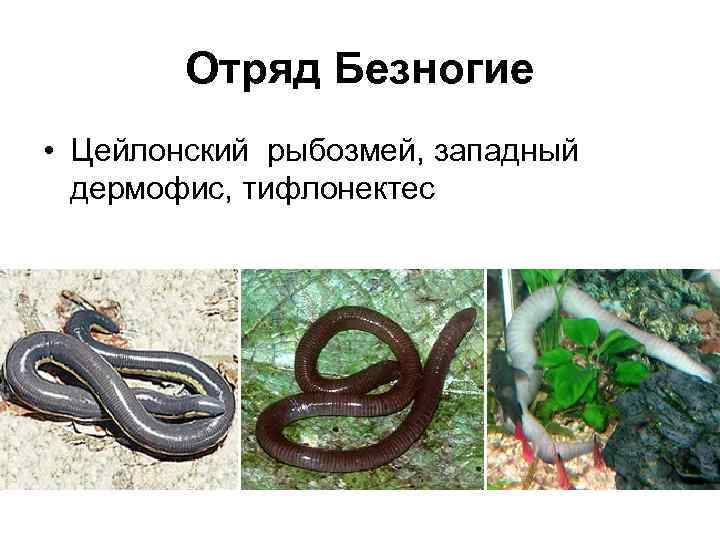   Отряд Безногие • Цейлонский рыбозмей, западный  дермофис, тифлонектес 
