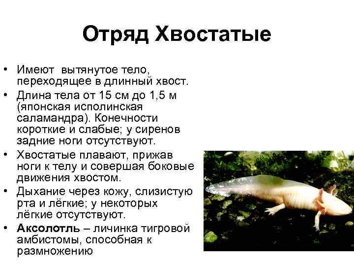    Отряд Хвостатые • Имеют вытянутое тело, переходящее в длинный хвост. 