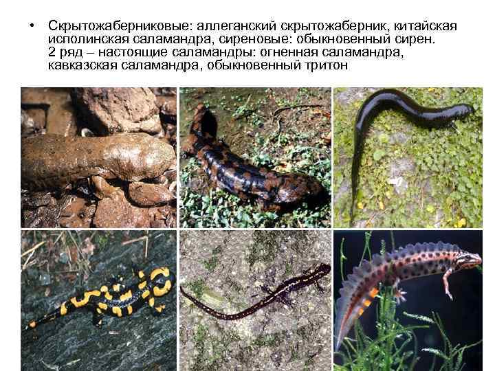  • Скрытожаберниковые: аллеганский скрытожаберник, китайская  исполинская саламандра, сиреновые: обыкновенный сирен.  