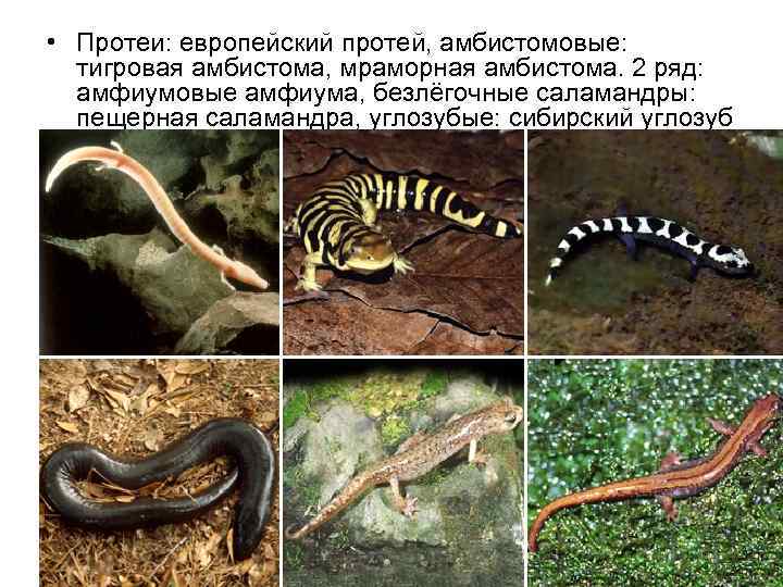  • Протеи: европейский протей, амбистомовые: тигровая амбистома, мраморная амбистома. 2 ряд: амфиумовые амфиума,
