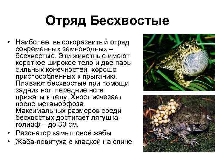    Отряд Бесхвостые • Наиболее высокоразвитый отряд  современных земноводных – 