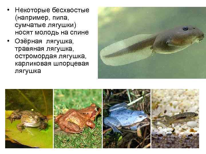  • Некоторые бесхвостые  (например, пипа, сумчатые лягушки)  носят молодь на спине