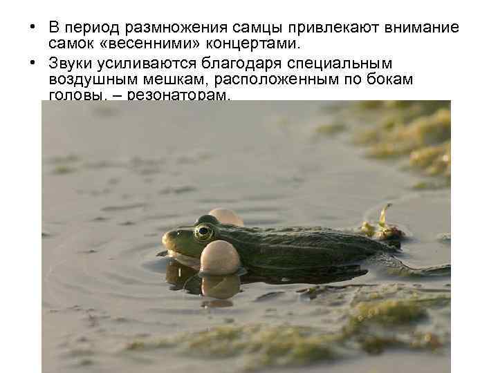  • В период размножения самцы привлекают внимание  самок «весенними» концертами.  •