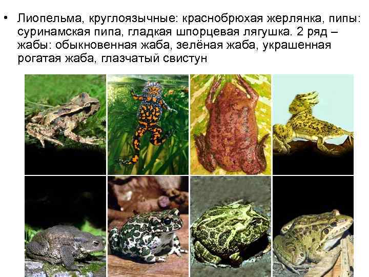  • Лиопельма, круглоязычные: краснобрюхая жерлянка, пипы: суринамская пипа, гладкая шпорцевая лягушка. 2 ряд