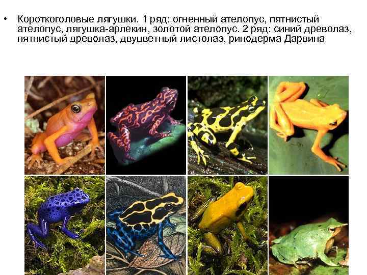 • Короткоголовые лягушки. 1 ряд: огненный ателопус, пятнистый  ателопус, лягушка-арлекин, золотой ателопус.