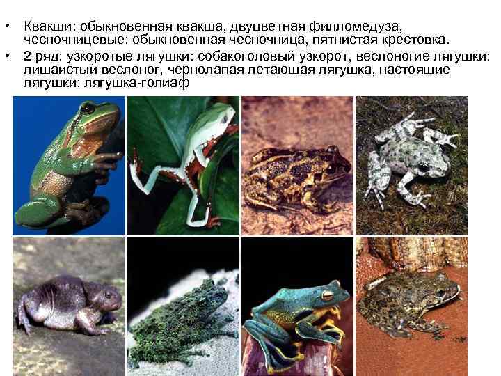 • Квакши: обыкновенная квакша, двуцветная филломедуза, чесночницевые: обыкновенная чесночница, пятнистая крестовка.  •