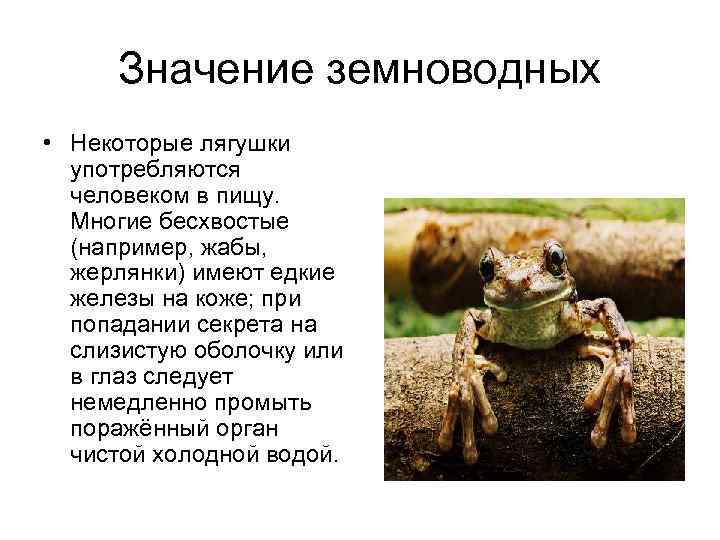  Значение земноводных • Некоторые лягушки  употребляются  человеком в пищу. Многие бесхвостые