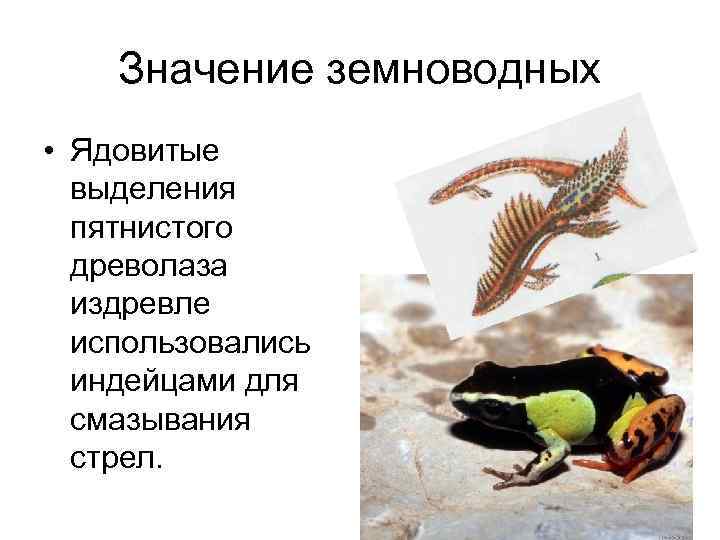   Значение земноводных • Ядовитые  выделения  пятнистого  древолаза  издревле