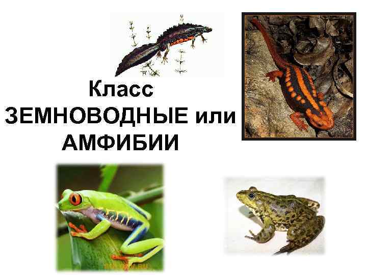  Класс ЗЕМНОВОДНЫЕ или АМФИБИИ 