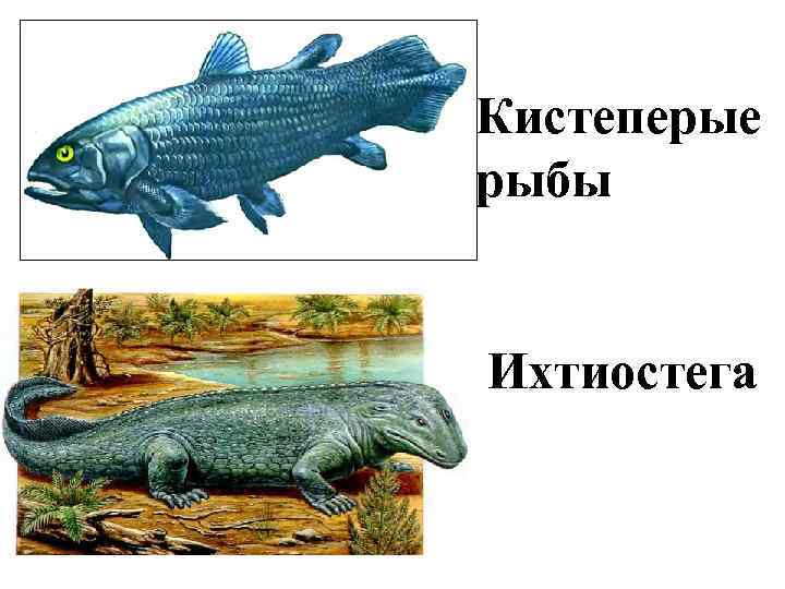 Кистеперые рыбы  Ихтиостега 