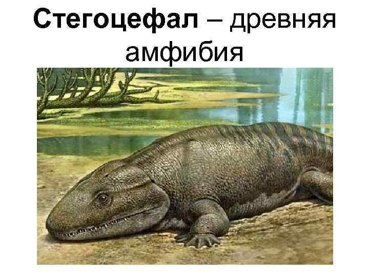 Стегоцефал – древняя  амфибия 