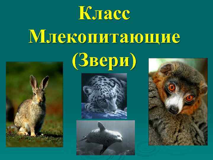  Класс Млекопитающие (Звери) 