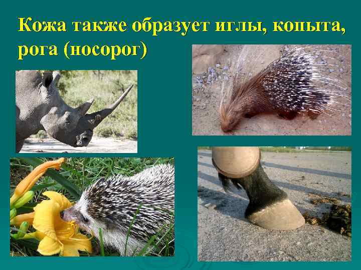 Кожа также образует иглы, копыта,  рога (носорог) 