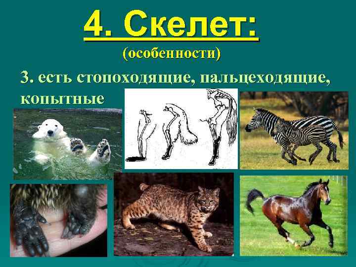   4. Скелет:   (особенности) 3. есть стопоходящие, пальцеходящие,  копытные 