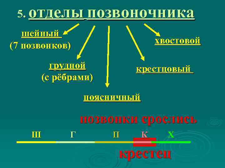  5. отделы позвоночника  шейный  (7 позвонков)     хвостовой