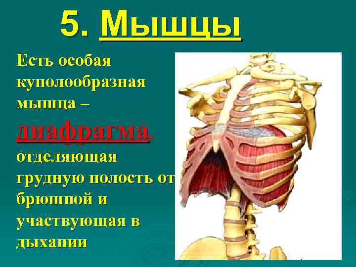  5. Мышцы Есть особая куполообразная мышца – диафрагма,  отделяющая грудную полость от