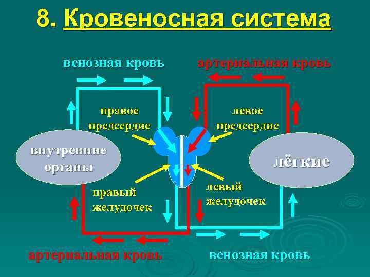  8. Кровеносная система венозная кровь  артериальная кровь   правое  