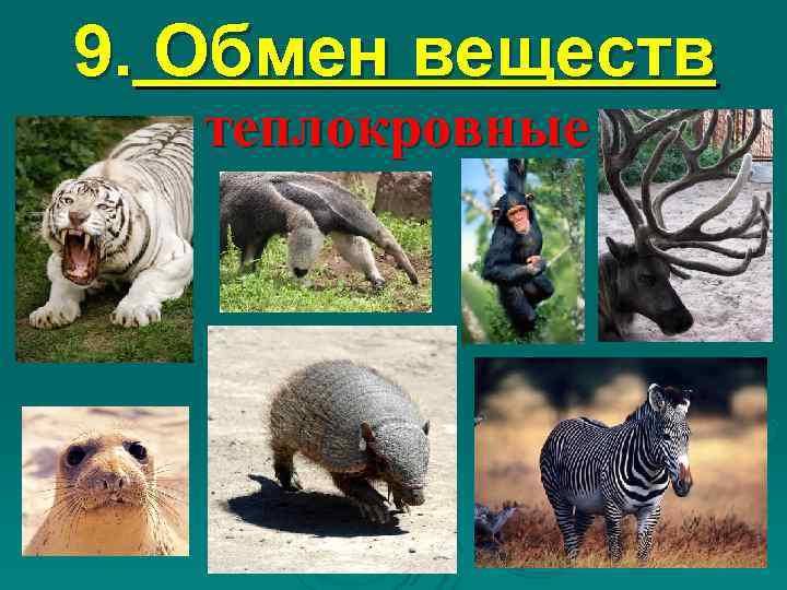 9. Обмен веществ  теплокровные 